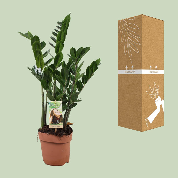 Zamioculcas Zamiifolia - ZZ Plant - ↕70cm - Ø17cm