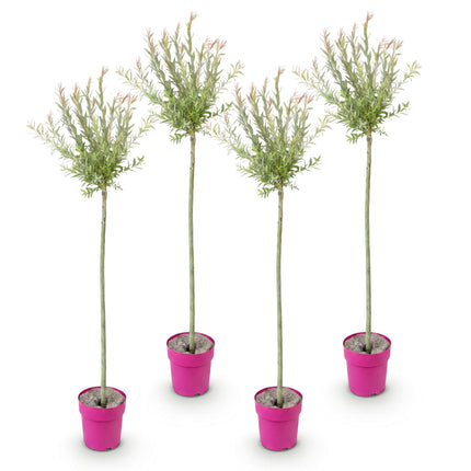 Salix Flamingo - Flamingo Wilg op stam - Ø23cm - ↕140-160cm - 4x