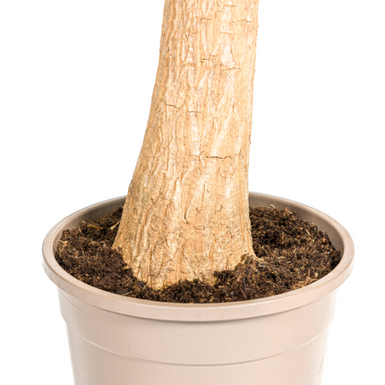 Beaucarnea Recurvata Stem with basket - Elephant's Foot Plant - ↕80-100cm - Ø24cm