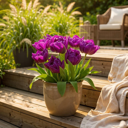 Bloembollen - Tulp Double Lilac - Kleur Paars - 50 stuks - Bolmaat 11/12 - XXL Pack