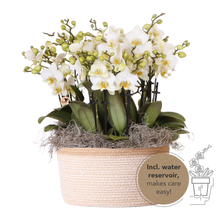 Kolibri Orchids | Witte Mono Bouquet Blossom Lausanne in Cotton Basket