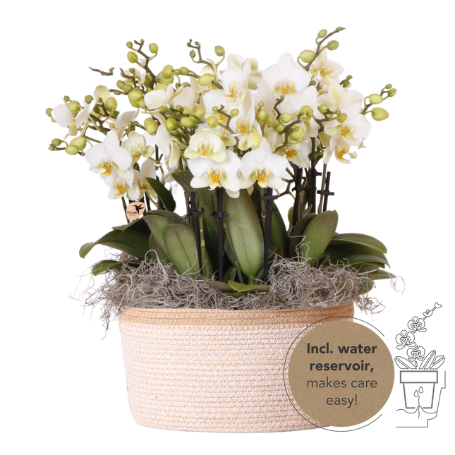 Kolibri Orchids | Witte Mono Bouquet Blossom Lausanne in Cotton Basket