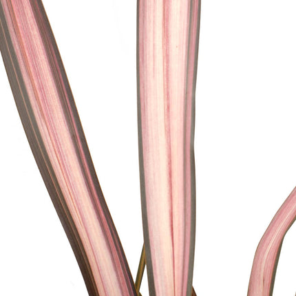 Phormium 'Flamenco Rosa' - Ø14cm - ↕50cm