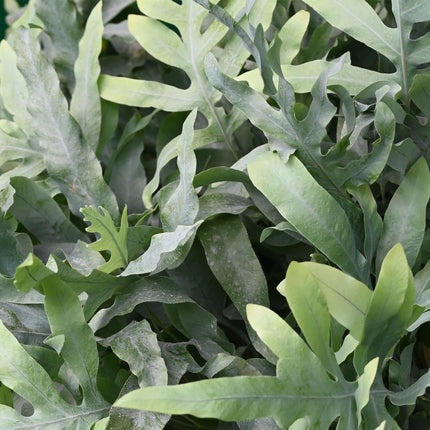 Phlebodium aureum Blue Star - Blue Fern - with Basket - ↕25cm - Ø12cm