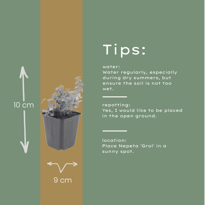 24x Nepeta 'Grol' - ↕10-25cm - Ø9cm