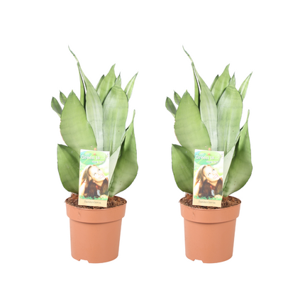Sansevieria Moonshine - Wężownica - ↕40cm - Ø14cm - 2x