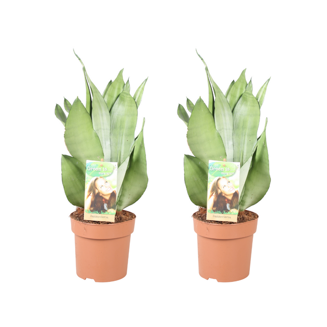 Sansevieria Moonshine - Planta serpiente - ↕40cm - Ø14cm - 2x