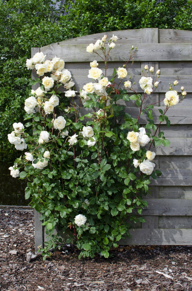 Rosa Crazy in love 'Vanilla' - Climbing rose - ↕65cm - Ø15cm - 3x