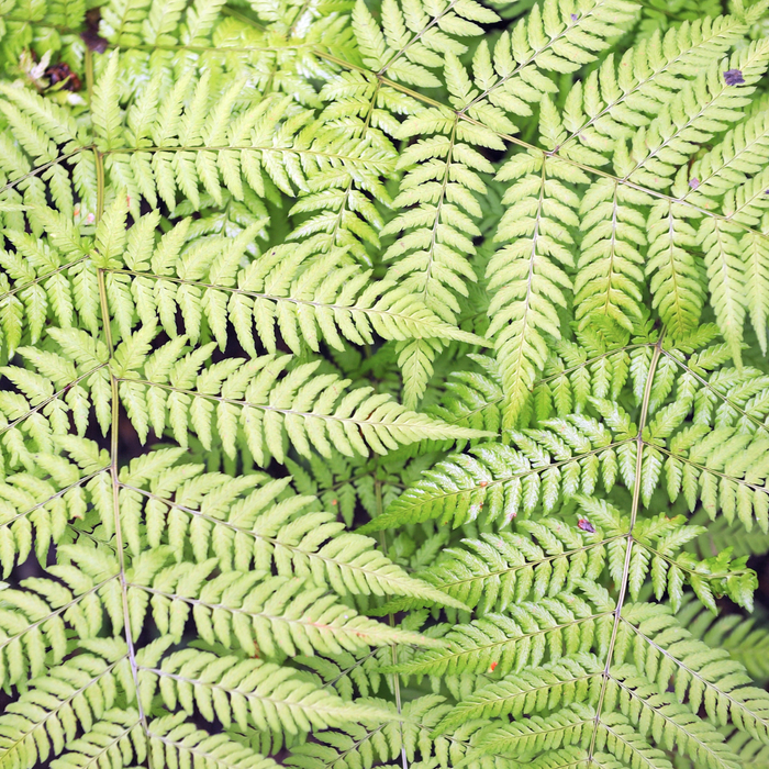 60x Dryopteris filix-mas - ↕10-25cm - Ø9cm