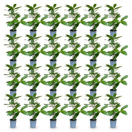 Prunus laur. Rotundifolia - Laurierkers - 24x Haagplanten - Groenblijvend - Groen - Pot 9cm - Hoogte 25-35cm