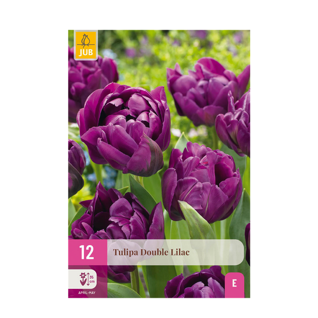 Bulbi di fiori - Tulipano doppio lilla - Colore viola - 50 pezzi - Misura bulbo 11/12 - Confezione XXL