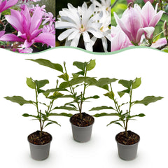 Collection image for: Magnolia