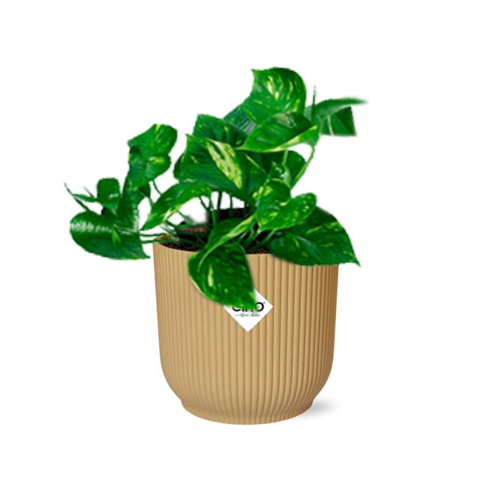 Epipremnum Pinnatum ‘Aureum’ in elho Vibes Fold Ø14cm geel