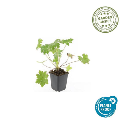 Geranium macrorrhizum 'Ingwersen's Variety' - ↕10-25cm - Ø9cm - 48x