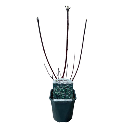 Cornus alba Kesselringii - Lilla grene - 1 plante - ↕45cm - Ø17cm