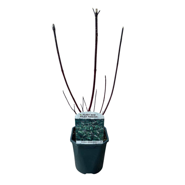 Cornus alba Kesselringii - Paarse Takken - 1 Plant - ↕45cm - Ø17cm
