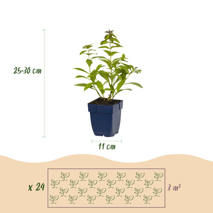 Borderpakket - Geurend - 24 Vaste planten - 3 m2 - Diversen kleuren - Weinig Onderhoud - Ø11cm