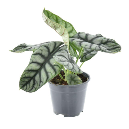 Alocasia Nébuleuse Argent Compacta - ↕30cm - Ø14cm
