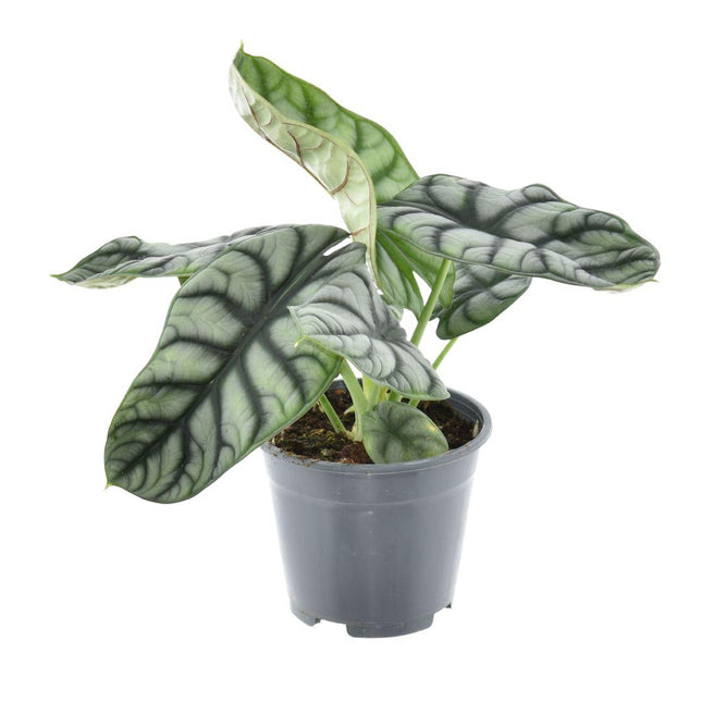 Alocasia Nebulosa Argento Compacta - ↕30cm - Ø14cm