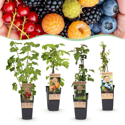 Ribes - Rubes - Mix di Vaccinium - Arcobaleno - Resistente - Ribes rosso - Mora - Lampone giallo - Mirtillo - 4 piante - Vaso da 15 cm - Altezza 50 cm