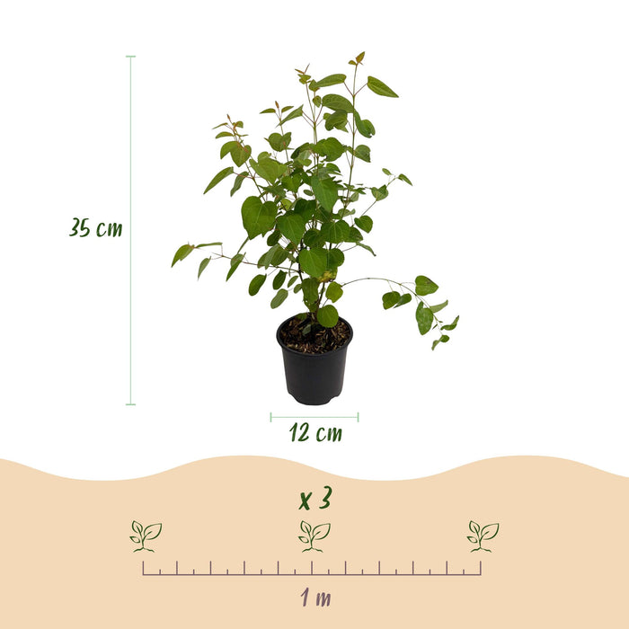 Cercidiphyllum japonicum - Groen 3 Planten - Bladverliezend - Weinig Onderhoud - Pot 12cm Hoogte 35cm