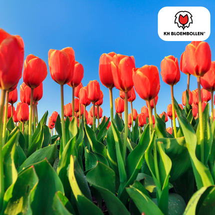 Bulbes de tulipes Dafeng – Lot de 20 | KH Flower Bulbs® | Tulipe orange – Grandes fleurs et élégante – Pour jardin ou pot – Calibre 11/12 – Fraîchement cueillies par le producteur !