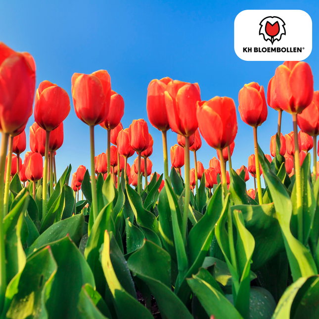 Bulbi di tulipano Dafeng – 20 pezzi | KH Bloembollen® | Tulipani arancioni – Fiori grandi ed eleganti – Per giardino o vaso – Misura 11/12 – Freschi di coltivazione!