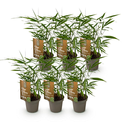 Bamboe - Fargesia Asian Wonder - Niet Woekerend - Groen - ↕35cm - Ø14cm - 6x