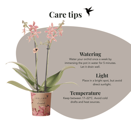 Kolibri Orchids | Plantenset Timeless Cognac - Phalaenopsis Orchidee Diamond Spider & Succulent & Beaucarnea