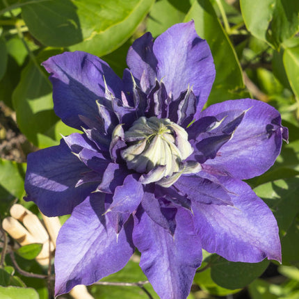 Clematis Multi Blue - Bosrank - Clematis Blauw - ↕65cm - Ø15cm