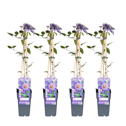 Clematis Multi Blue - Bosrank - ↕65cm - Ø15cm - 4x