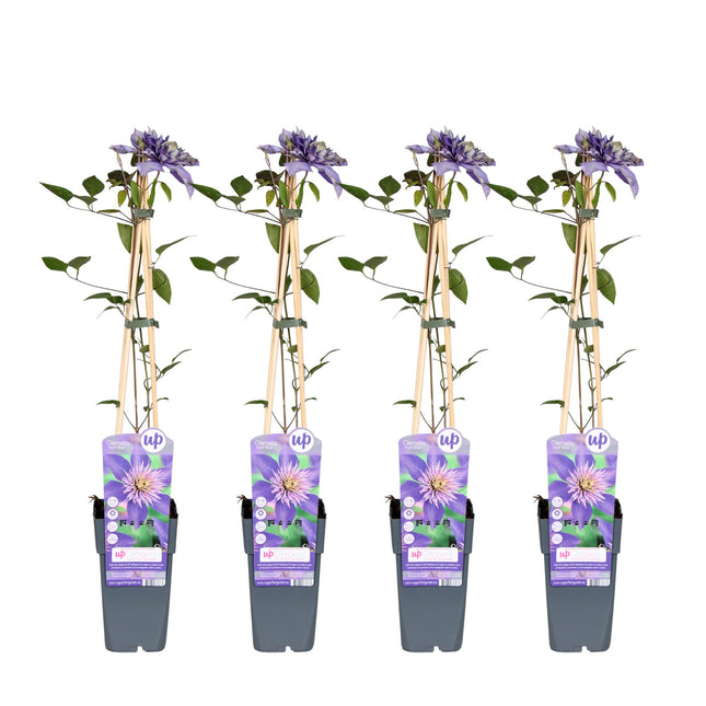 Clematide Multi Blu - Clematide - ↕65cm - Ø15cm - 4x