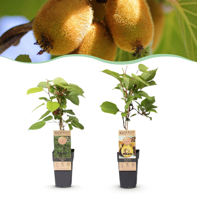Green boutiQ - Pianta da frutto - Actinidia Weiki e Kiwi Dorato - Pianta di kiwi - 1 maschio - 1 femmina - Piante - Giallo - Vaso 15 cm - Altezza 50 cm