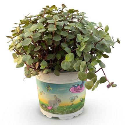 Callisia repens - Planta tortuga - ↕14cm - Ø12cm