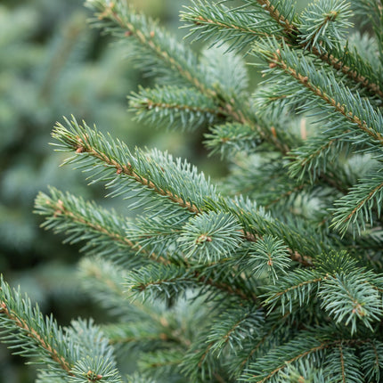 Picea omorika - Servische spar - Groen - Kerstboom - Ø23cm - ↕70cm