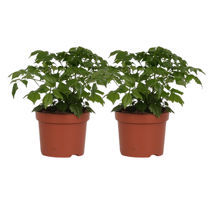 Radermachera Sinica - 2 stuks - Ø12cm - ↕27cm