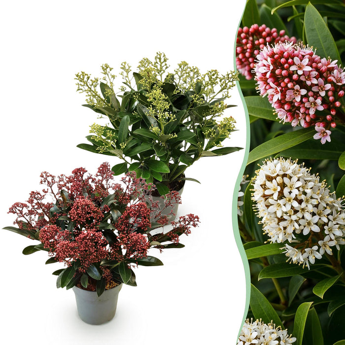 Skimmia japonica Duo - Bloem Wit & Rood - 15+ Bloemen - ↕30cm - Ø15cm - 2x
