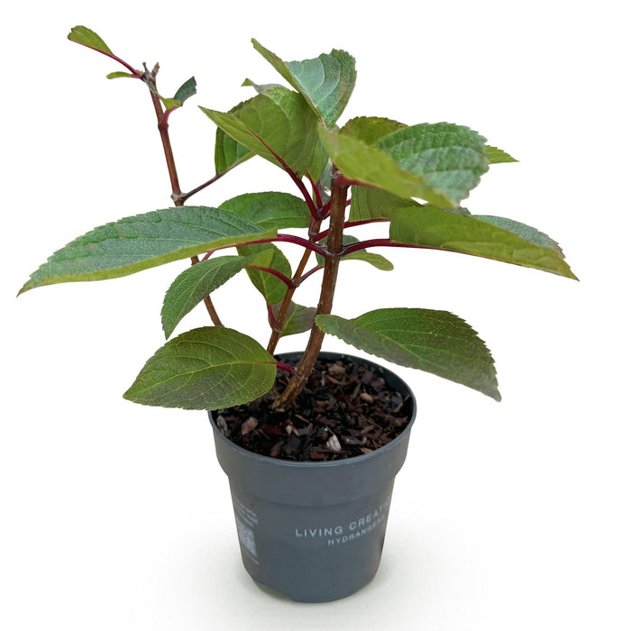 Hydrangea panniculata Living Infinity - Pluimhortensia - Winterhard - Wit - 1 Plant - Pot 12cm - Hoogte Hoogte 20-30cm