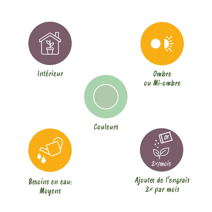 Aglaonema Silver Bay - Zilverblad - ↕70-75cm - Ø17cm - 2x