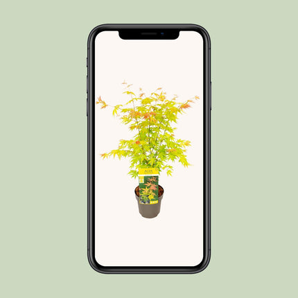 Acer Palmatum Orange Dream - Japansk Ahorn - ↕50cm - Ø19cm