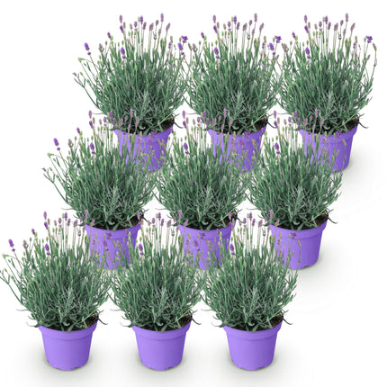 Lavandula angustifolia Munstead - Lavanda - ↕20-25cm - Ø12cm - 9x