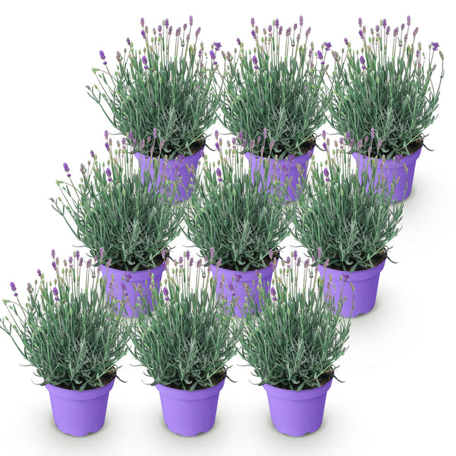 Lavandula angustifolia Munstead - Lavender - ↕20-25cm - Ø12cm - 9x
