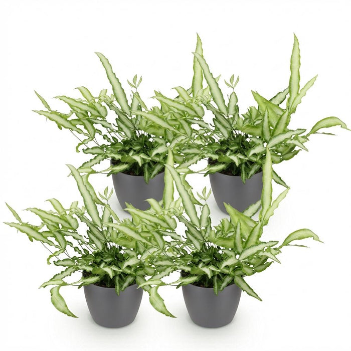 Pteris cretica Albolineata - Lintvaren - met grijze plantenpotten - ↕20cm - Ø12cm - 4x