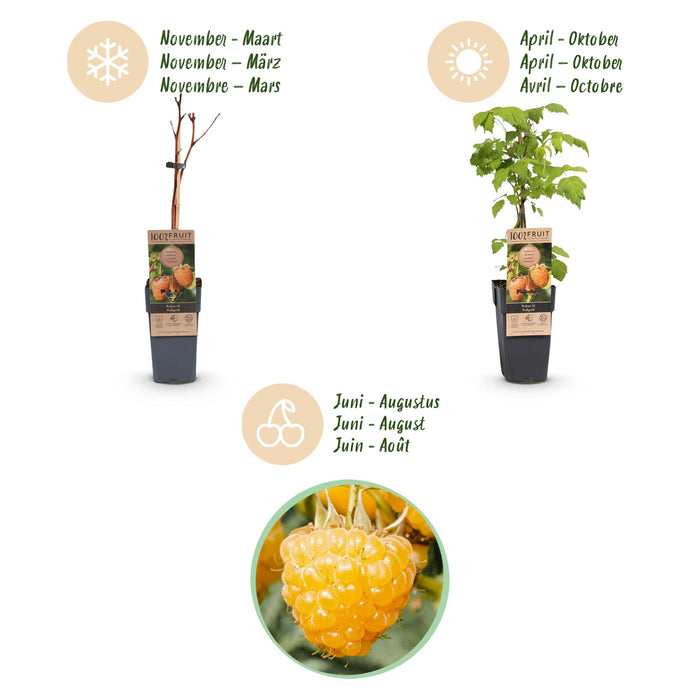 Rubus idaeus Fallgold - Frambozenplant - Gele Framboos - ↕50cm - Ø15cm - 2x