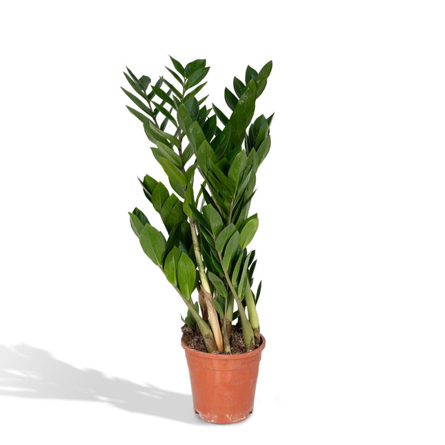 Zamioculcas Zamiifolia - ZZ-Pflanze - ↕70cm - Ø17cm