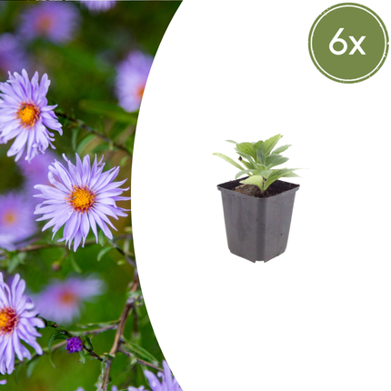 Aster frikartii 'Monch' - Autumn Aster - ↕10-25cm - Ø9cm - 6x
