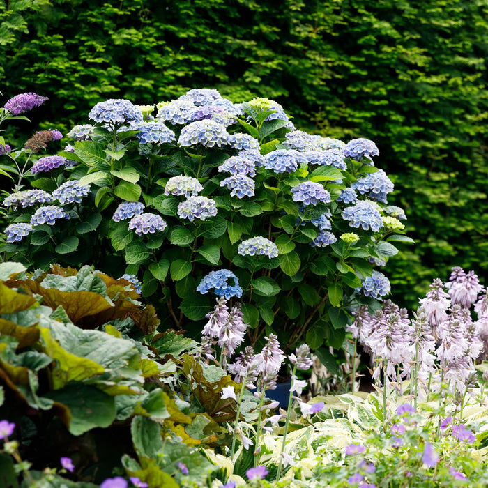 Terrasplant - Hortensia - Hydrangea Magical Revolution Blue - Blauw - 6-10 Bloemen - 2 Planten - Pot 23cm Hoogte 55cm
