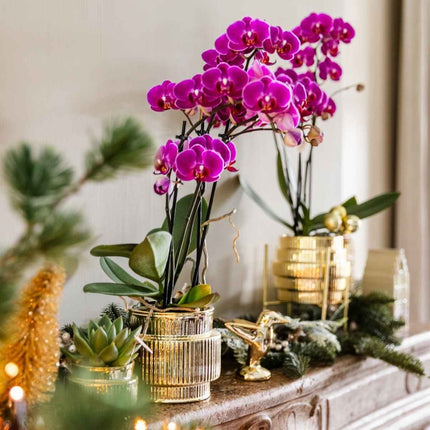 Kolibri Home | Allure Empire Shiny sierpot - Goud - Ø9cm