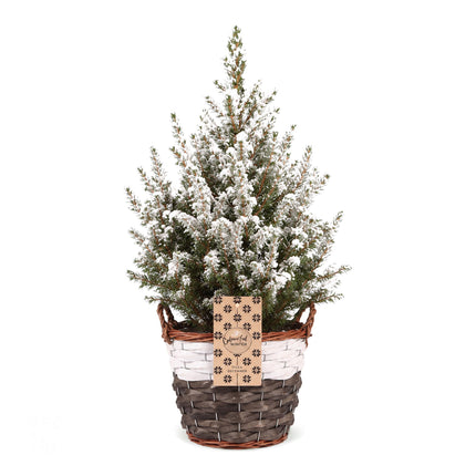 Picea glauca Conica - Kegelspar - Groen - Wit - Kerstboom - incl. mand - Ø17cm - ↕65cm