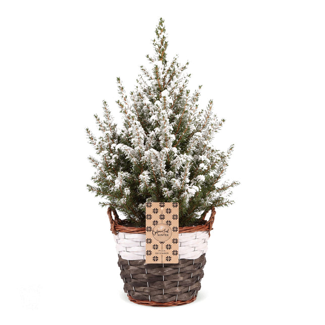 Picea glauca Conica - Kegelspar - Groen - Wit - Kerstboom - incl. mand - Ø17cm - ↕65cm